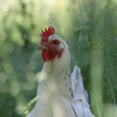 Les Muzards Pensjonat *